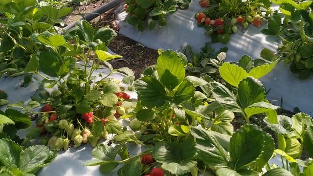 Шок!!!? Клубника "Альба" смотреть онлайн