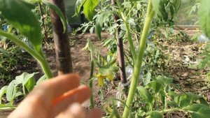 Махровые цветки на томатах - как бороться