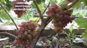 Кишмиш Вавилон (селекция Гречко М.А., участок Пузенко Н.Л)