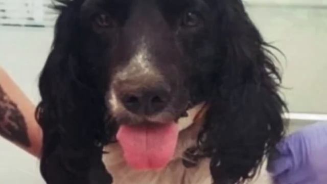 На маленькую собачку повесили якорь, который весил больше неё в два раза! смотреть онлайн