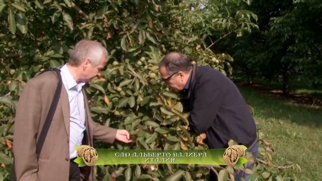 Грецкий Орех в Италии смотреть онлайн