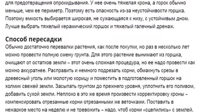 Денежное дерево. Выращивание. Уход за денежным деревом в домашних условиях.