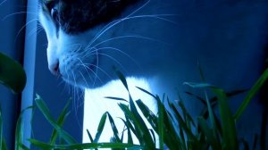 Как кот Бучик, ест траву?  ( cat eating grass ). mp4