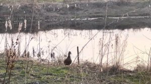 Как должны работать утки #подсадные #подсадная