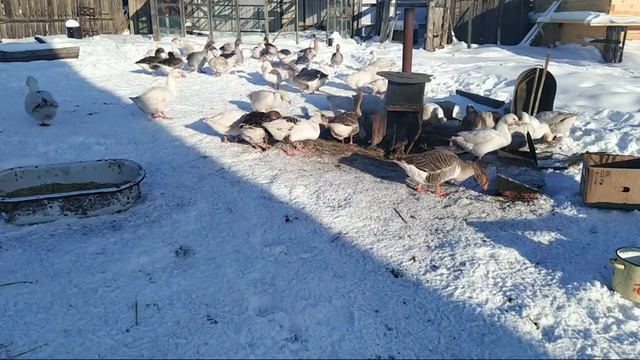 Гусиный Стрим. Начало Брачного Периода. - жизнь за городом смотреть онлайн