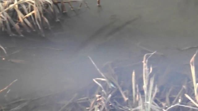 Нерест щуки через поляризационные очки. смотреть онлайн