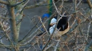 СОРОКА кричит на другую СОРОКУ, наверное чтобы другая СОРОКА дала ей еды. Голос сороки, пение, крик