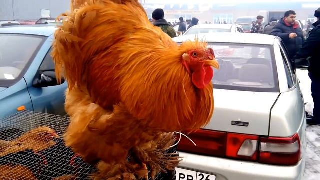 Выставка птиц Пятигорск 21.01.2018 смотреть онлайн