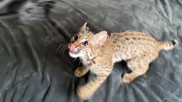 Девушка оторопела, увидев опасного хищника, запрыгнувшего к ней в джип, и поступила с ним нем… смотреть онлайн