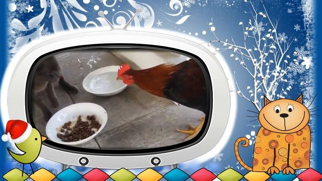 #Видео #клип #Новогодние #коты Серия 12. #Видеоклип "Новогодние коты". Серия 12. смотреть онлайн