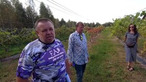 ??Огромный Виноградник с техническими сортами винограда. Виноград Беларуси.