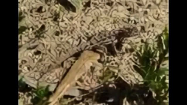 Ранкиния  ящерица смотреть онлайн