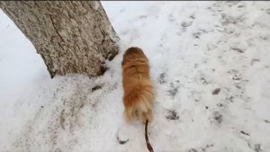 О породе пекинес / Секреты породы / выгуливаю собаку пекинес / минусы породы