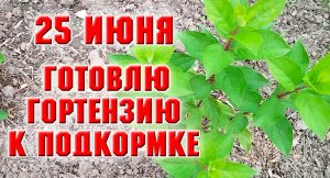 Готовлю гортензию к подкормке