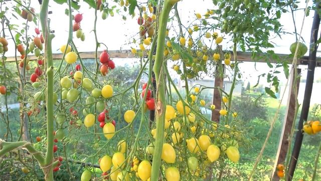 Кисть весом 2-3 кг. Томат Сумасшедшие Черри Барри (Barry's Crazy Cherry). смотреть онлайн