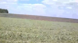 косим люцерну на сено
