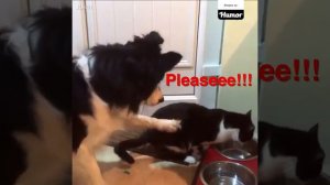 Собаки воруют еду