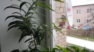 Иван-чай ? (копорский чай) на подоконнике (Russian tea).