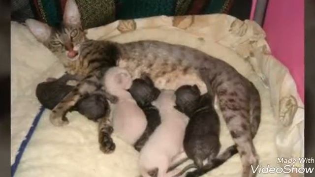 Новорожденные котятамама кошка