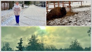 Мы и зубробизоны  Едем к Артёму в гости!  Подала документы на визу в Сингапур.