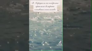 КАК люди плавают на море