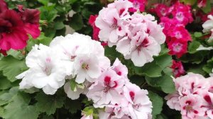 Обзор сортов королевских пеларгонии Часть 4. Тюмень. 13 мая 2023 г