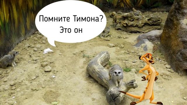 ☆彡Николаевский Зоопарк 2018 /Nikolaev ZOO Ukraine смотреть онлайн
