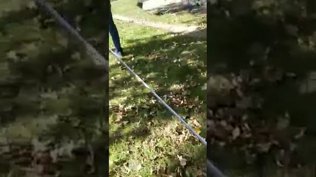 Дуб 500 лет (Черешчатый) АР Крым с.Дальнее 2020г. смотреть онлайн