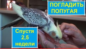 Ура! Погладить попугая спустя 2,5 недели общения. Приручение кореллы попугая