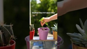 +10 ВАЖНЫХ СОВЕТОВ ПО САДОВОДСТВУ: КАК ВЫРАСТИТЬ КРАСИВЫЙ САД