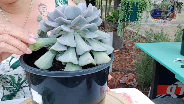 GAWA TAYO NG CUBIC FROST BONSAI | by: KABAYAN AMOR смотреть онлайн