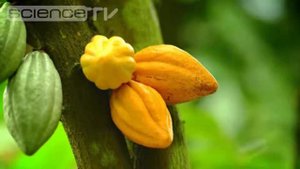 В Ботаническом саду МГУ зацвело дерево какао