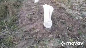 ручная уборка картофеля 2021