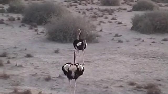 Конфликт двух самцов африканского страуса (Struthio camelus) смотреть онлайн