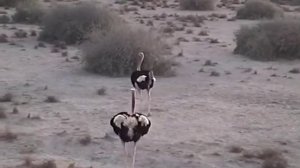 Конфликт двух самцов африканского страуса (Struthio camelus)