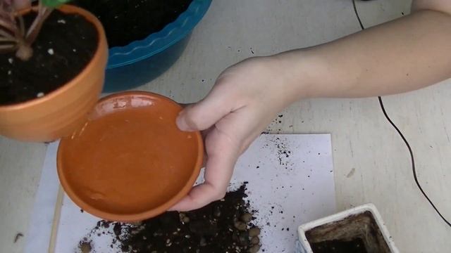 Правила ухода за цикламеном персидским! Пересадка годовалых сеянцев! смотреть онлайн