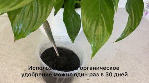 Вы узнайте о влиянии древесного угля на растения!