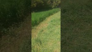 сенакос клевер,жоңышқа
