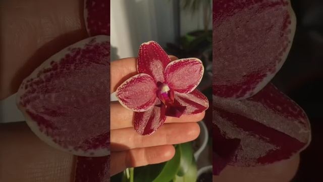 Моя орхидея Сого релекс