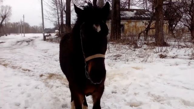 Лошадка Лада на прогулке, немного про лошадку смотреть онлайн