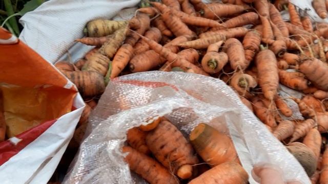 Как сохранить морковь до весны смотреть онлайн