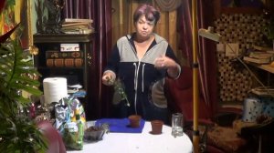 Плющ Комнатный. Пересадка  Плюща.  Пестролистный Плющ. Лианы комнатные