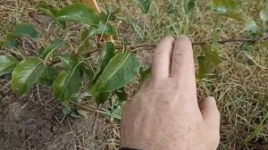 Подготовка груши к зиме.