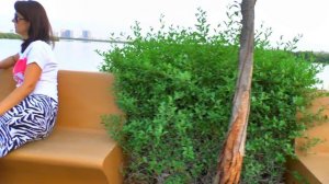 Залив и мангровая роща |  Mangrove | Рас Эль Хайма