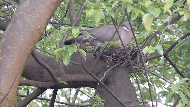 Дикий голубь в гнезде под дождем. Скоро птенцы! смотреть онлайн