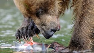 как медведи впадают в спячку ?