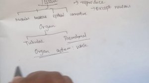 Cell | Explanation in Tamil | Sukumiii | Cell structure and function