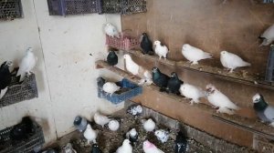 Гульсары,Акуши,Душамбинские голуби,Бухарские голуби, Самаркандские  голуби,#pigeons#бойныеголуби#