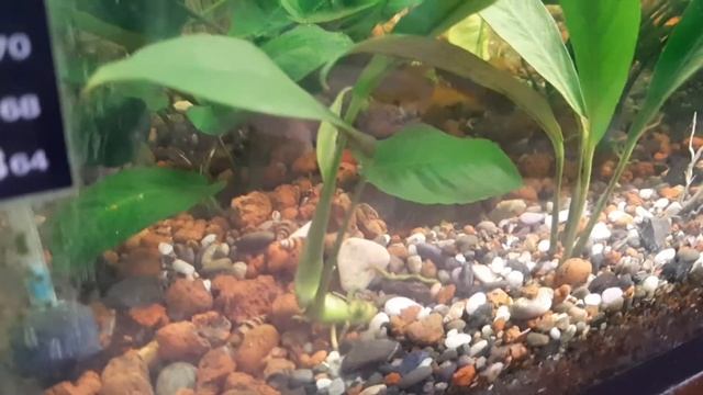 Анубис Авцели. смотреть онлайн