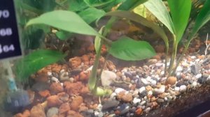 Анубис Авцели.